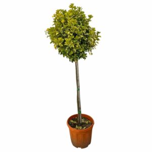Sárgaszegélyű japán kecskerágó (Euonymus japonicus 'Aureomarginata')
