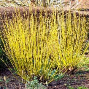 Sárgavesszős som (Cornus stolonifera 'Flaviramea')