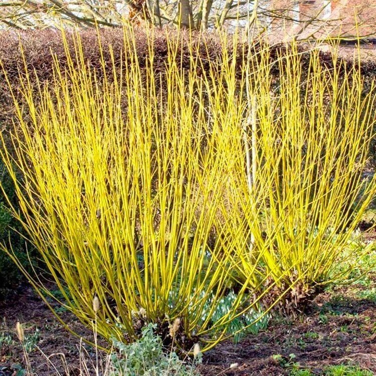 Sárgavesszős som (Cornus stolonifera 'Flaviramea')