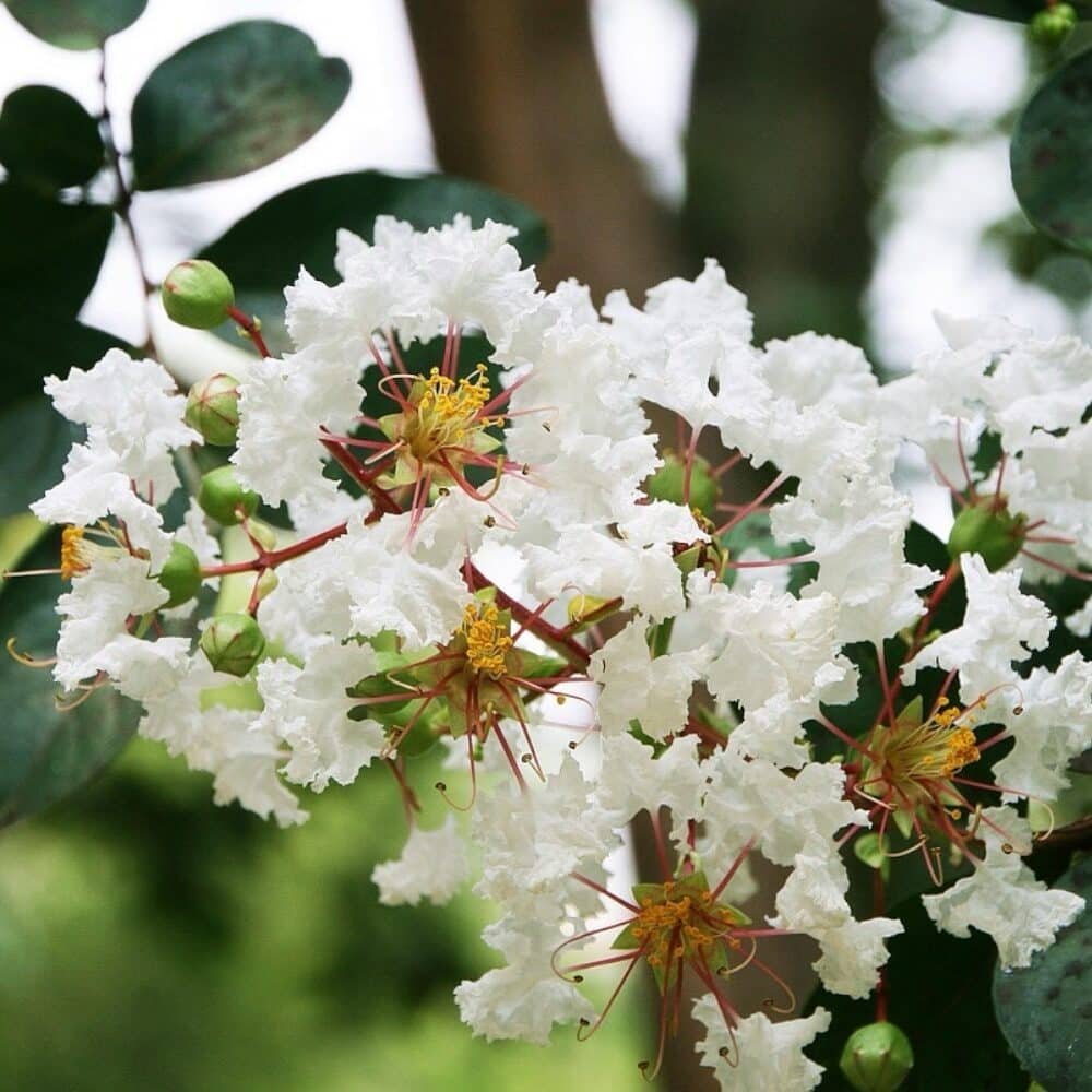 Selyemmirtusz (Lagerstroemia indica 'Alba')