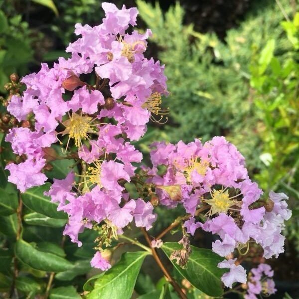 Selyemmirtusz (Lagerstroemia indica 'Apalachee')