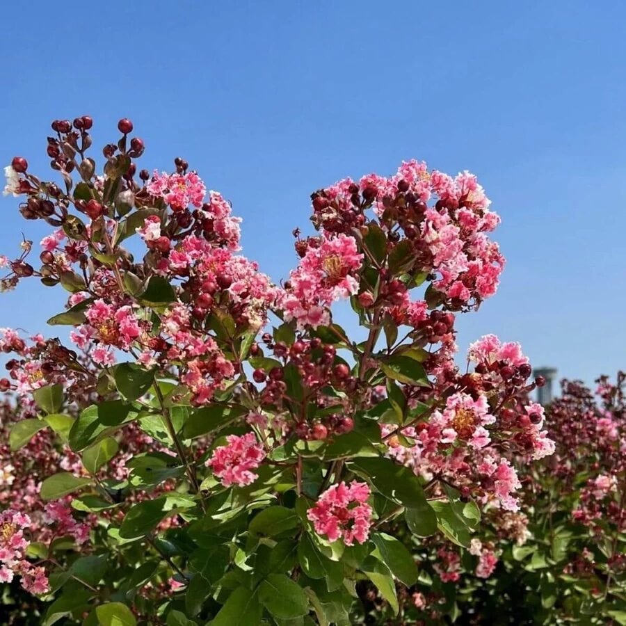 Selyemmirtusz (Lagerstroemia indica 'Berlingrot Menthe')