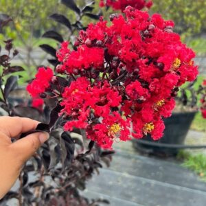 Selyemmirtusz (Lagerstroemia indica 'Black Diamond Crimson Red')