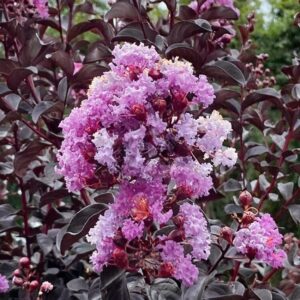 Selyemmirtusz (Lagerstroemia indica 'Black Diamond Purely Purple')
