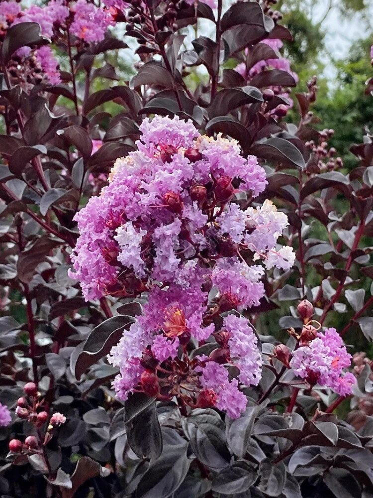 Selyemmirtusz (Lagerstroemia indica 'Black Diamond Purely Purple')