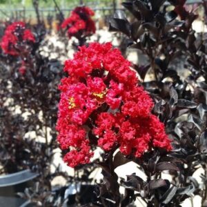 Selyemmirtusz (Lagerstroemia indica 'Black Diamond Red Hot')
