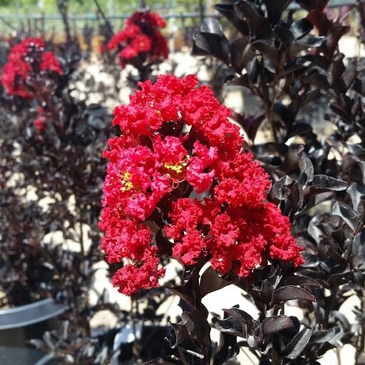 Selyemmirtusz (Lagerstroemia indica 'Black Diamond Red Hot')