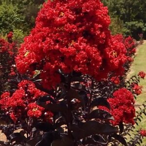 Selyemmirtusz (Lagerstroemia indica 'Braise D'été')