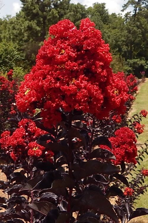Selyemmirtusz (Lagerstroemia indica 'Braise D'été')