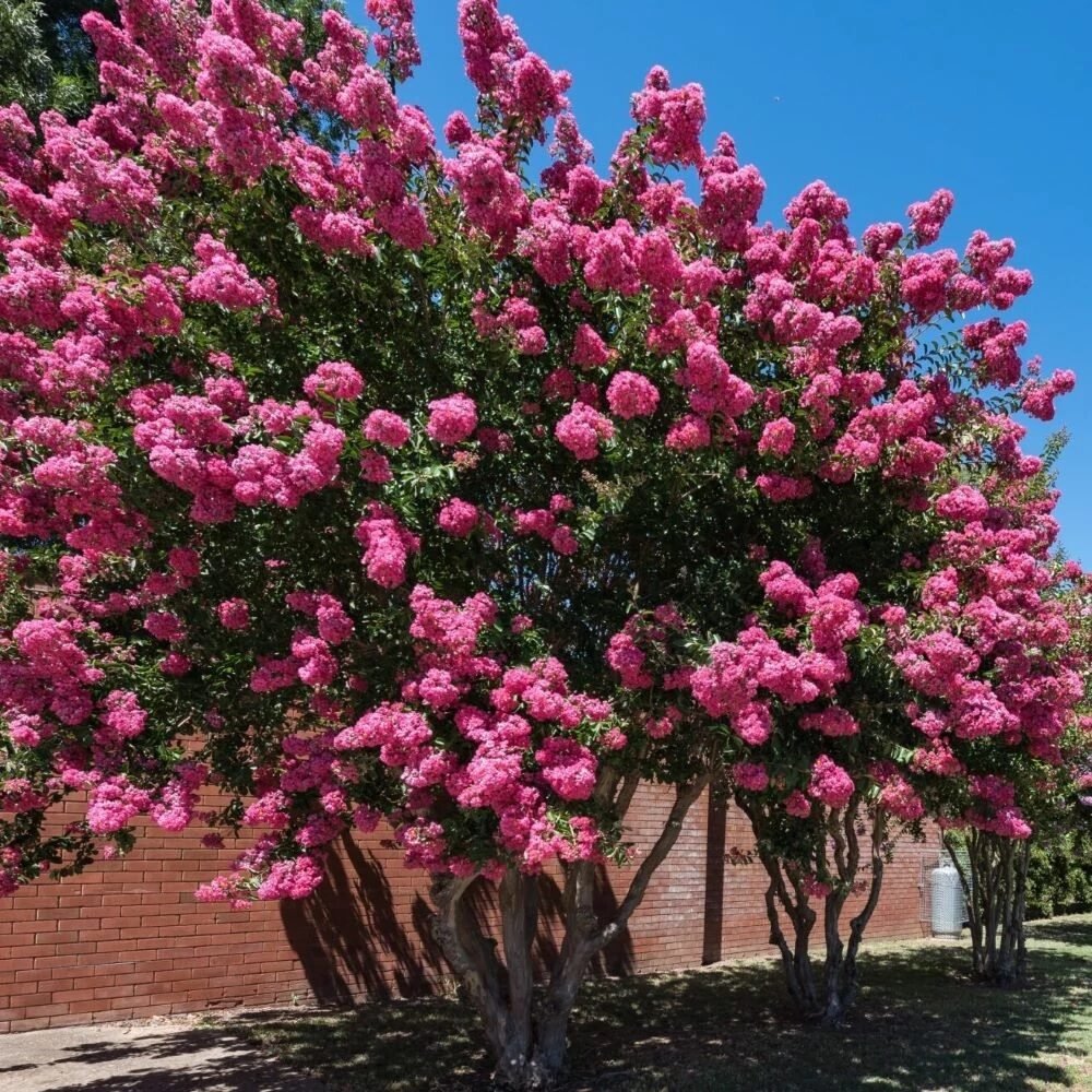 Selyemmirtusz (Lagerstroemia indica 'Comanche')