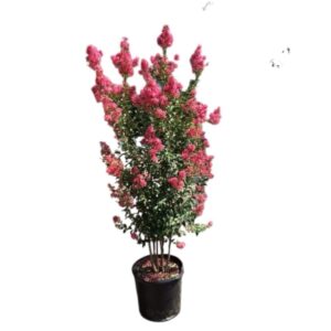Selyemmirtusz (Lagerstroemia indica 'Dynamite')