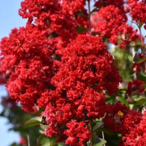 Selyemmirtusz (Lagerstroemia indica 'Dynamite')