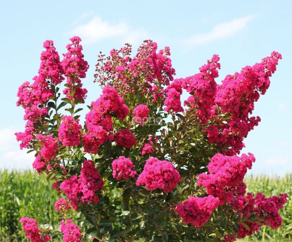 Selyemmirtusz (Lagerstroemia indica 'Fuchsia D'été')