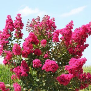 Selyemmirtusz (Lagerstroemia indica 'Fuchsia D'été')