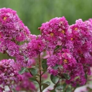 Selyemmirtusz (Lagerstroemia indica 'Indiya Charms Violet')