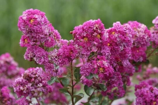 Selyemmirtusz (Lagerstroemia indica 'Indiya Charms Violet')
