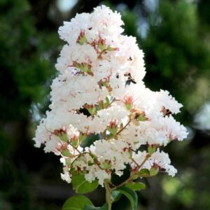 Selyemmirtusz (Lagerstroemia indica 'Nivea')