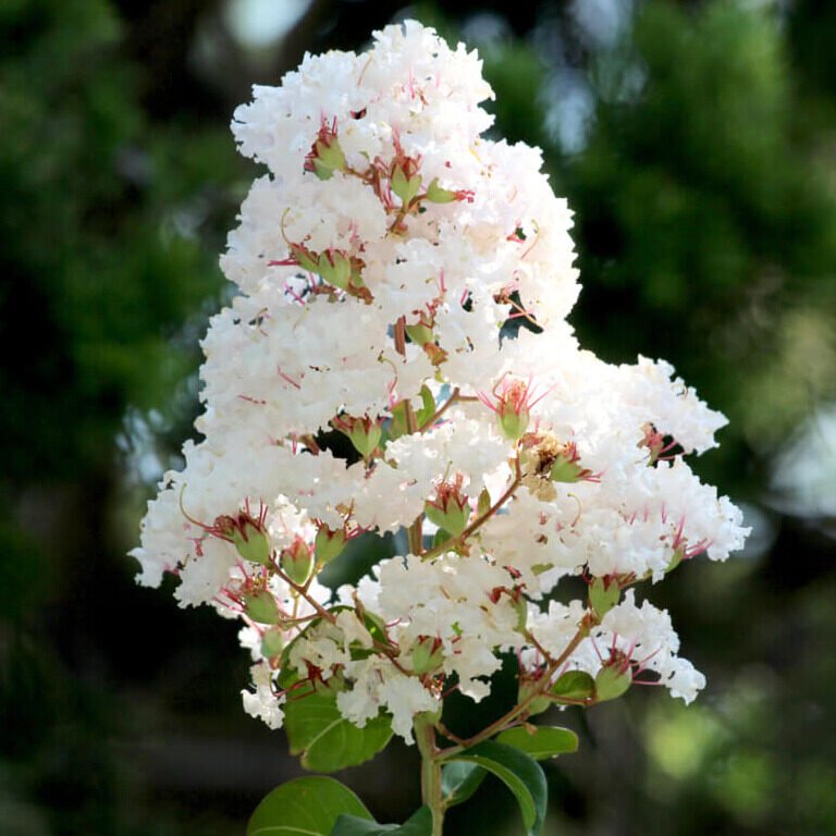 Selyemmirtusz (Lagerstroemia indica 'Nivea')