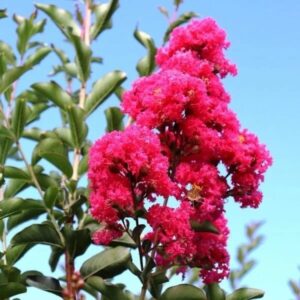 Selyemmirtusz (Lagerstroemia indica 'Pink')