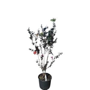 Selyemmirtusz (Lagerstroemia indica 'Purely Purple')