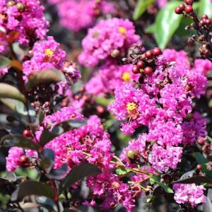 Selyemmirtusz (Lagerstroemia indica 'Purely Purple')