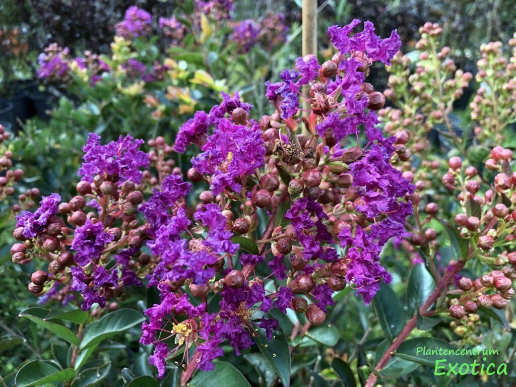 Selyemmirtusz (Lagerstroemia indica 'Purple Star')