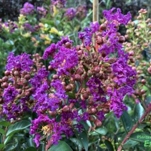 Selyemmirtusz (Lagerstroemia indica 'Purple Star')