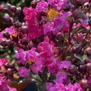 Selyemmirtusz (Lagerstroemia indica 'Rhapsody In Blue')