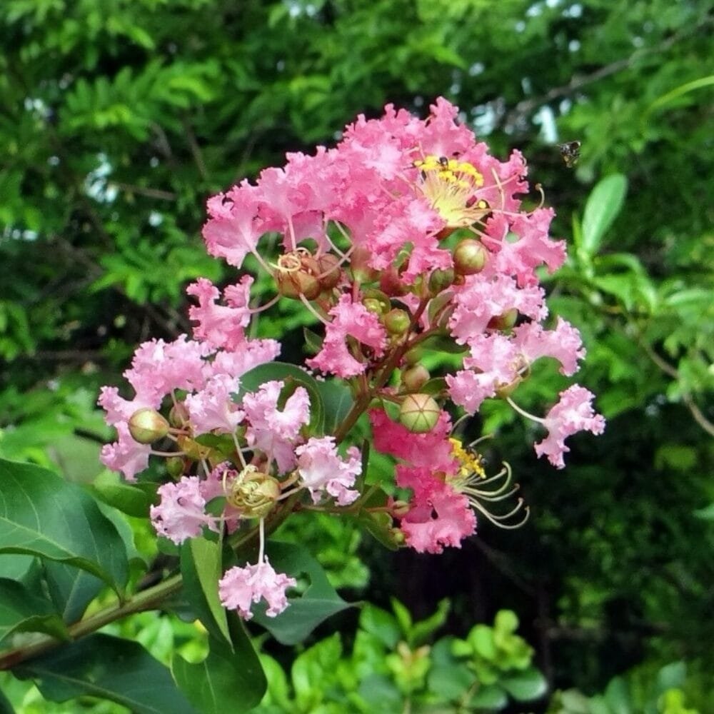 Selyemmirtusz (Lagerstroemia indica 'Rhapsody In Pink')