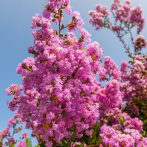 Selyemmirtusz (Lagerstroemia indica 'Rose Indien')