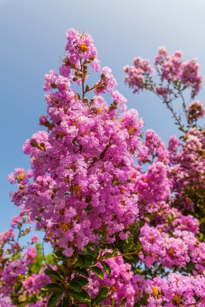 Selyemmirtusz (Lagerstroemia indica 'Rose Indien')