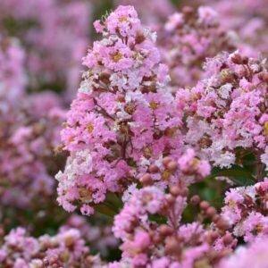 Selyemmirtusz (Lagerstroemia indica 'Rose Thé')
