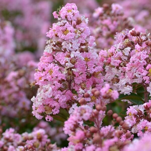 Selyemmirtusz (Lagerstroemia indica 'Rose Thé')