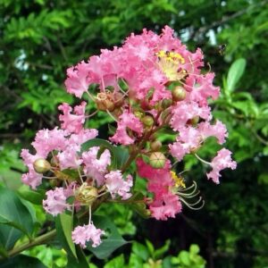 Selyemmirtusz (Lagerstroemia indica 'Rosea Nova')
