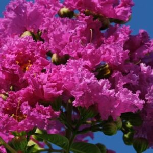 Selyemmirtusz (Lagerstroemia indica 'Royal Cardinal')