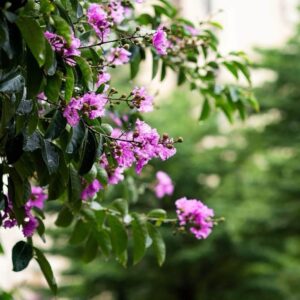 Selyemmirtusz (Lagerstroemia indica sp.)