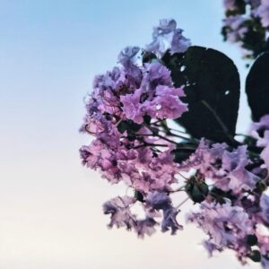 Selyemmirtusz (Lagerstroemia indica 'Superviolacea')