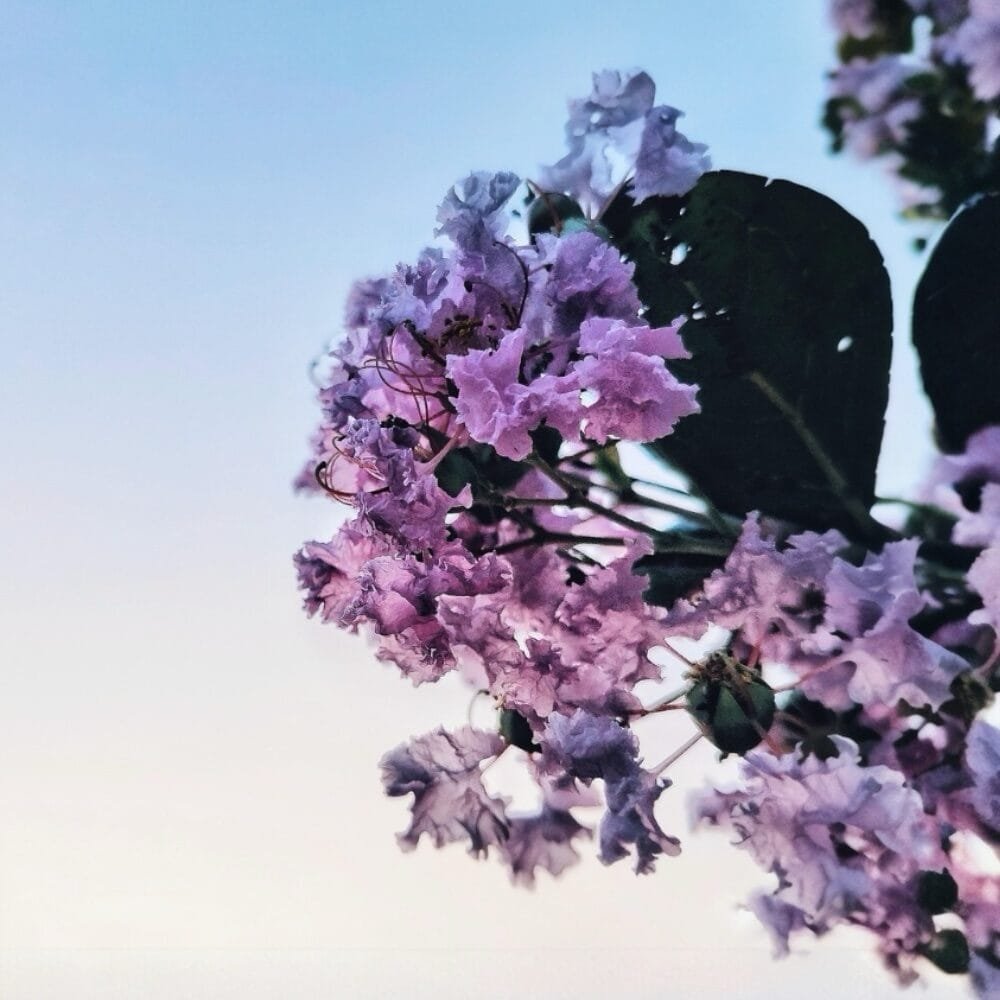 Selyemmirtusz (Lagerstroemia indica 'Superviolacea')