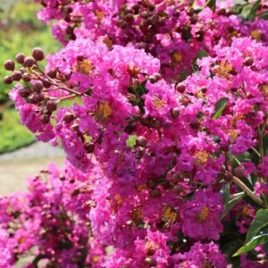 Selyemmirtusz (Lagerstroemia indica 'Violet D'été')