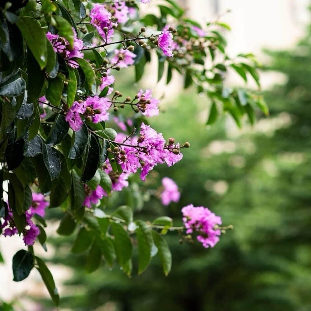 Selyemmirtusz (Lagerstroemia indica)