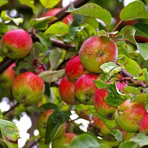 Shampion alma (Malus domestica 'Shampion')
