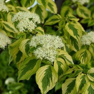 Som (Cornus alternifolia 'Golden Shadows')