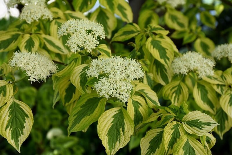 Som (Cornus alternifolia 'Golden Shadows')
