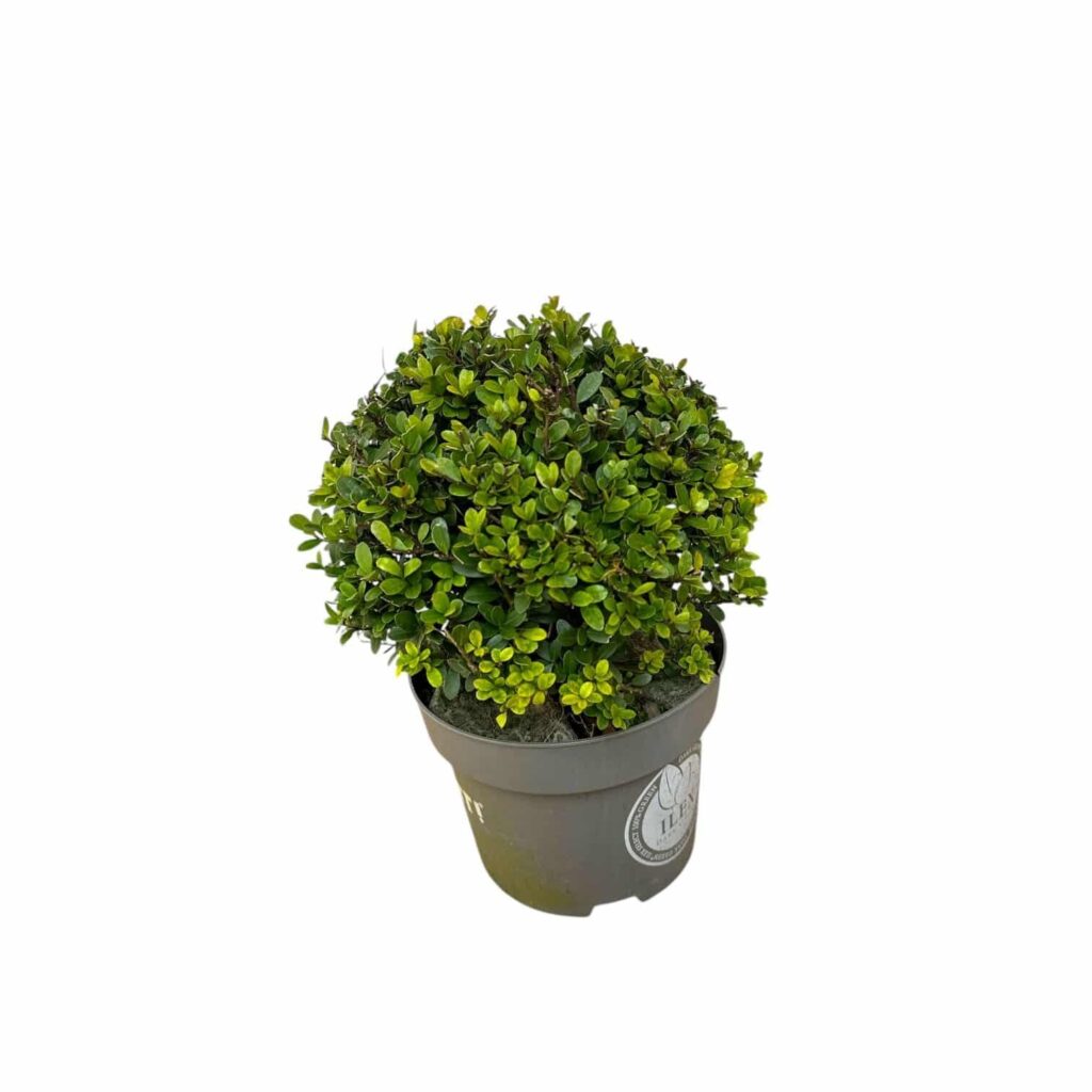 Sötétzöld japán magyal (Ilex crenata 'Dark Green')