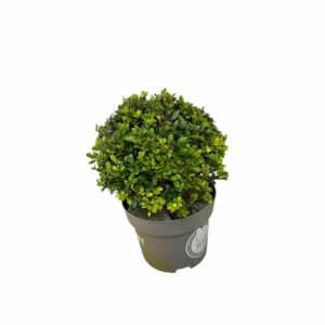 Sötétzöld japán magyal (Ilex crenata 'Dark Green')