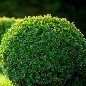 Sötétzöld japán magyal (Ilex crenata 'Dark Green')