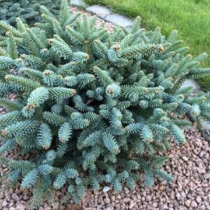 Spanyol balzsamfenyő (Abies pinsapo 'Glauca Horstmann')