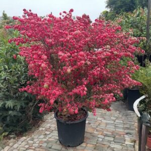 Szárnyas kecskerágó (Euonymus alatus 'Compactus')