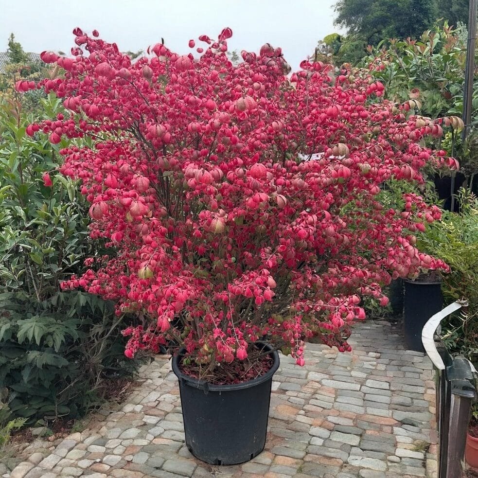 Szárnyas kecskerágó (Euonymus alatus 'Compactus')