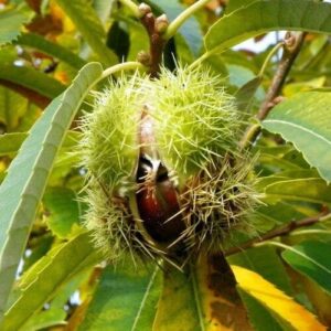 Szelídgesztenye (Castanea sativa)